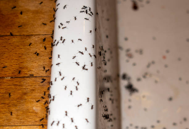 Best Bed Bug Extermination  in Beverly, OH