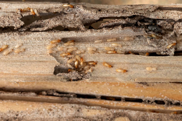 Best Local Pest Control Services  in Beverly, OH