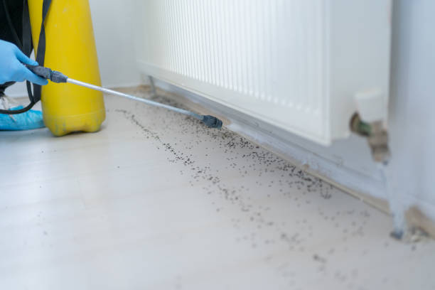 Insect Control in Beverly, OH
